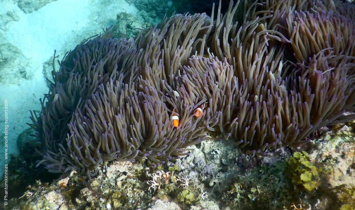 Ocellaris clownfish