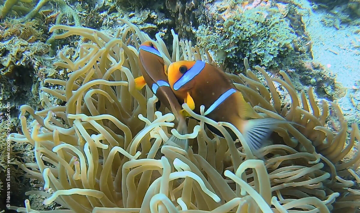 Oman anemonefish in Eagles Bay