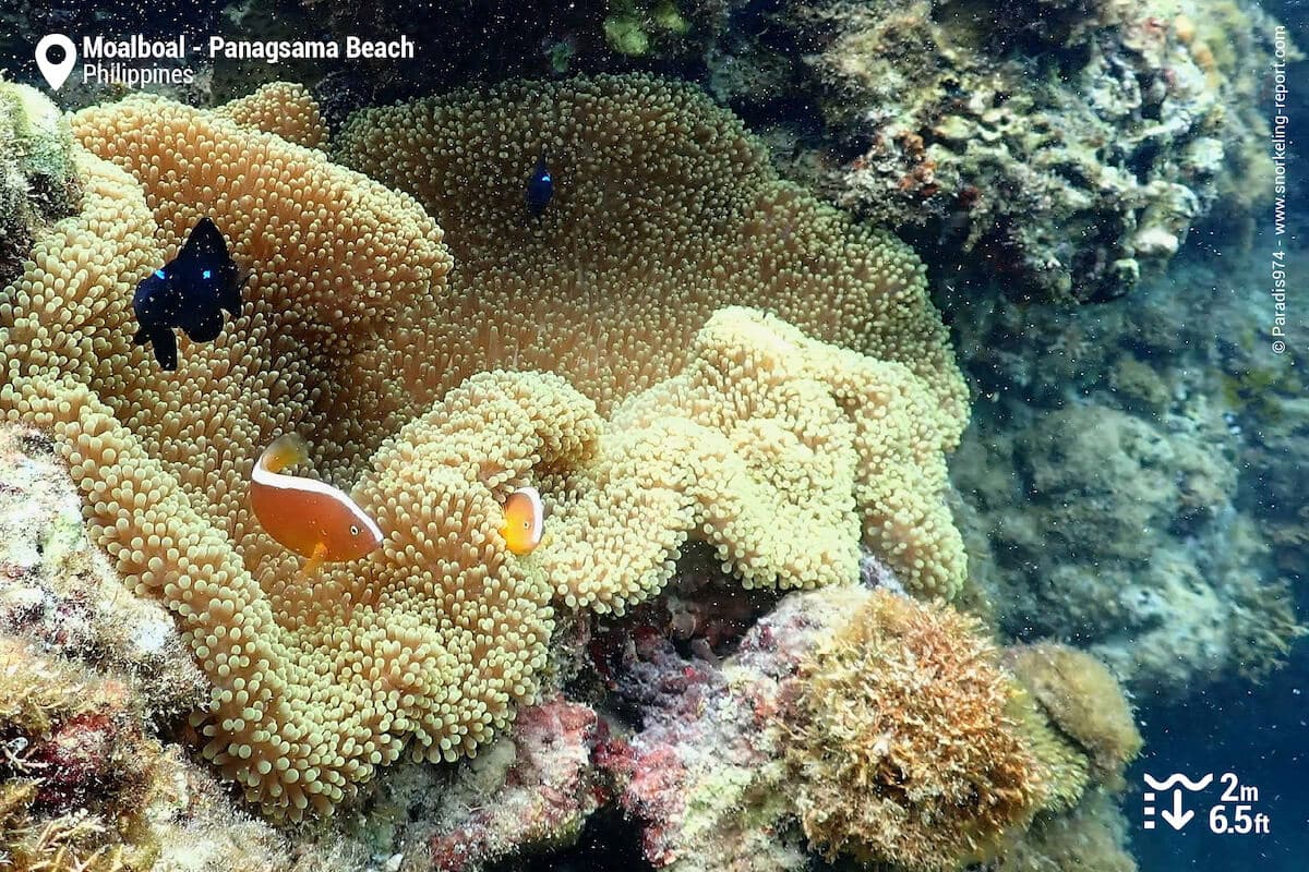 Orange-skunk anemonefish in a sea anemone in Panagsama Beach.