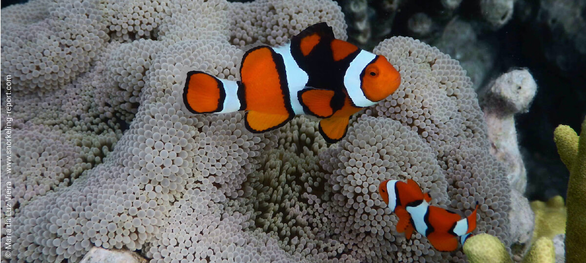 Orange clownfish in Solomon Islands
