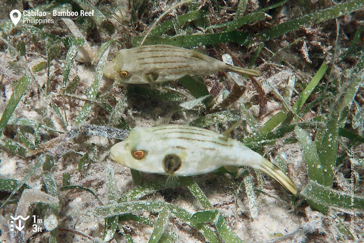 A pair of narrow-lined puffers in Cabilao