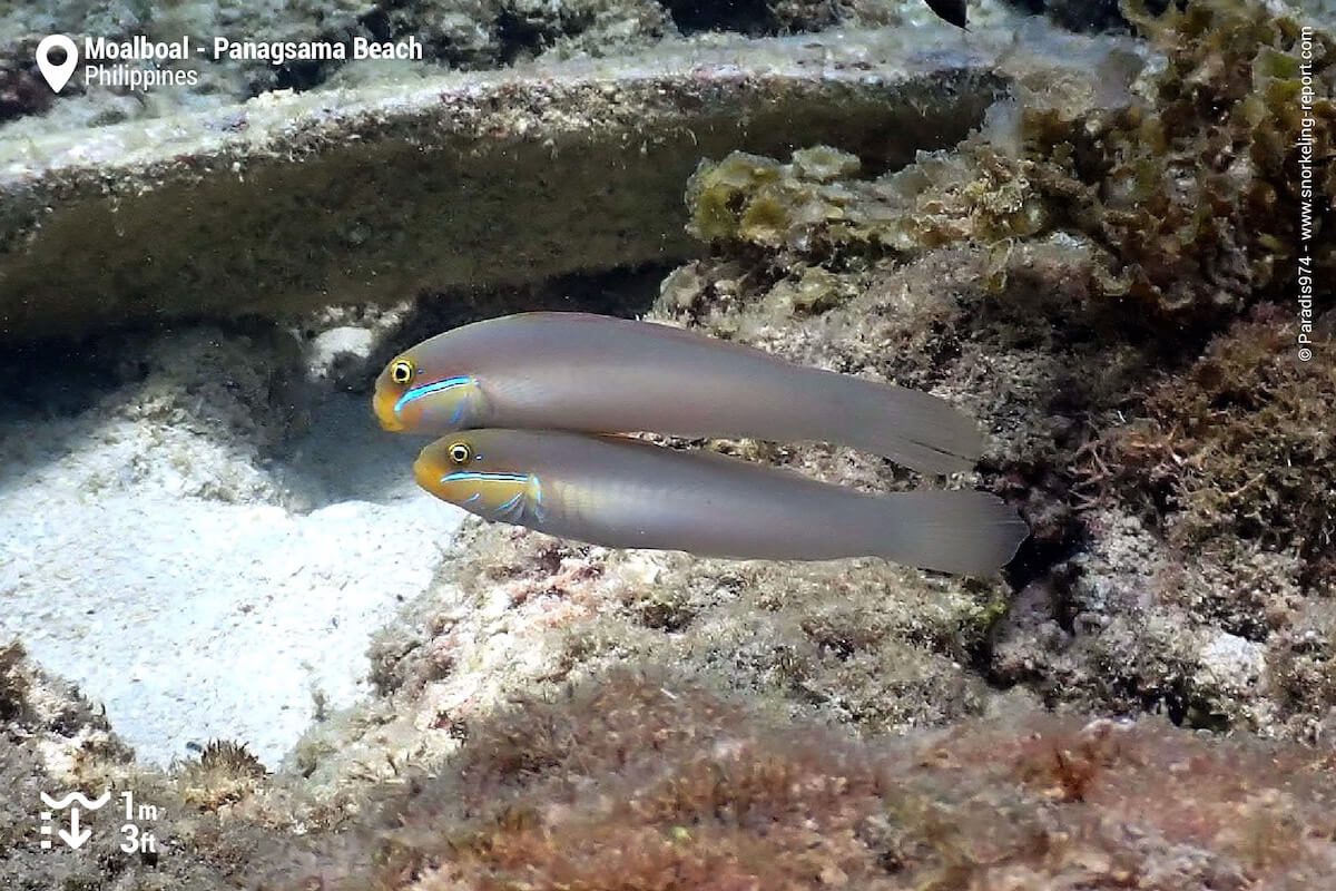 pair of bluestreak goby in Moalboal