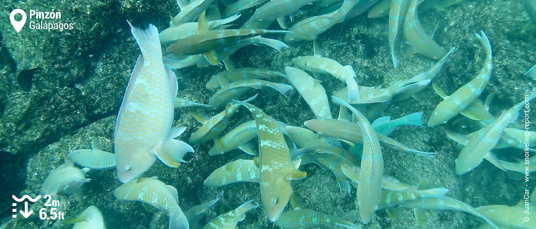 Banc de poissons-perroquets à Pinzon