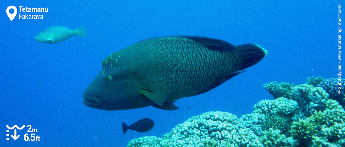 Poisson Napoléon à Tetamanu, Fakarava