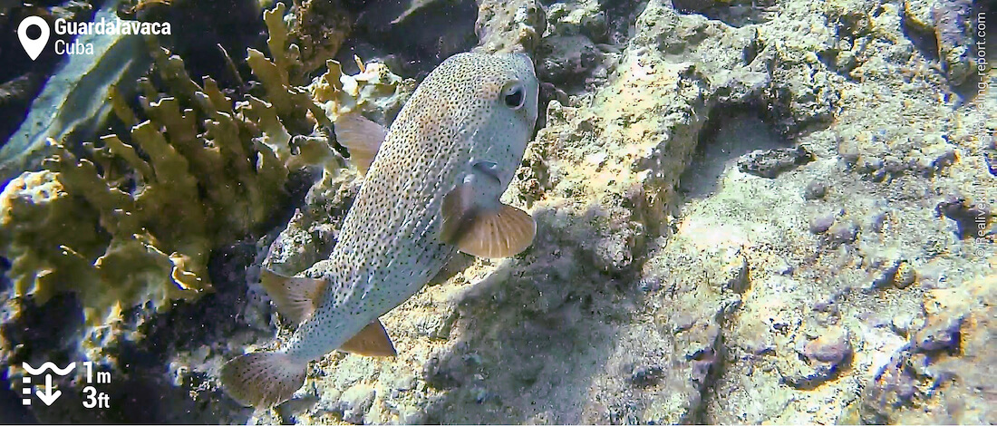 Porcupine fish in Guardalavaca