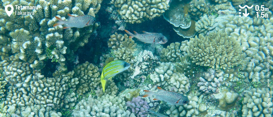 Récif corallien sur le platier de Tetamanu