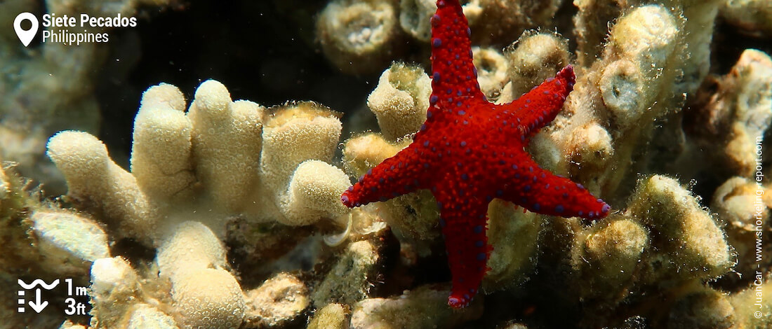 Etoile de mer rouge sur le récif corallien de Siete Pecado's reef