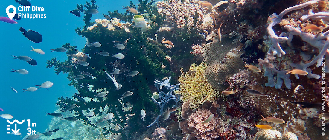 Reef drop off at Cliff Dive