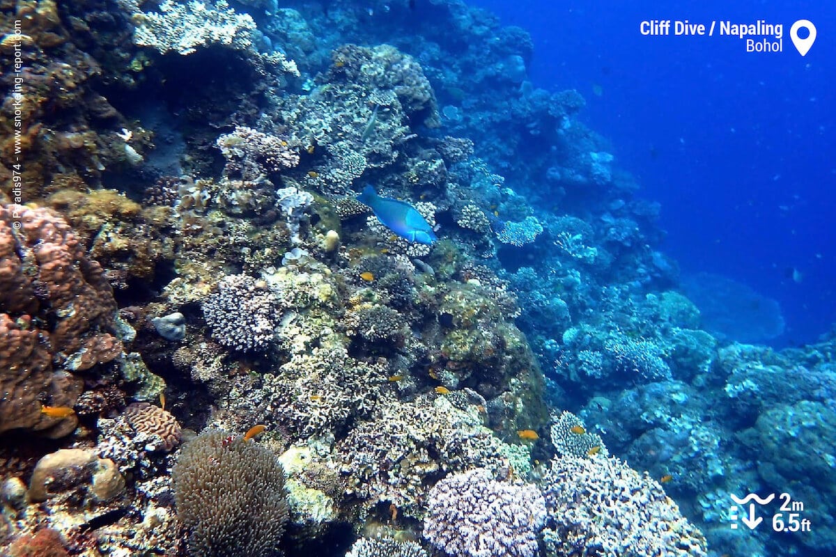 Reef drop off at Cliff Dive - Napaling