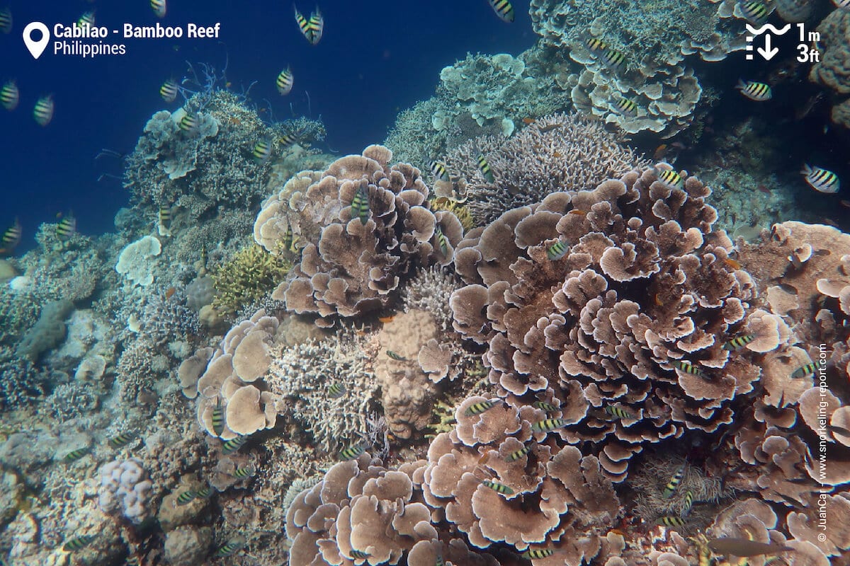 Reef drop of with healthy corals in Cabilao