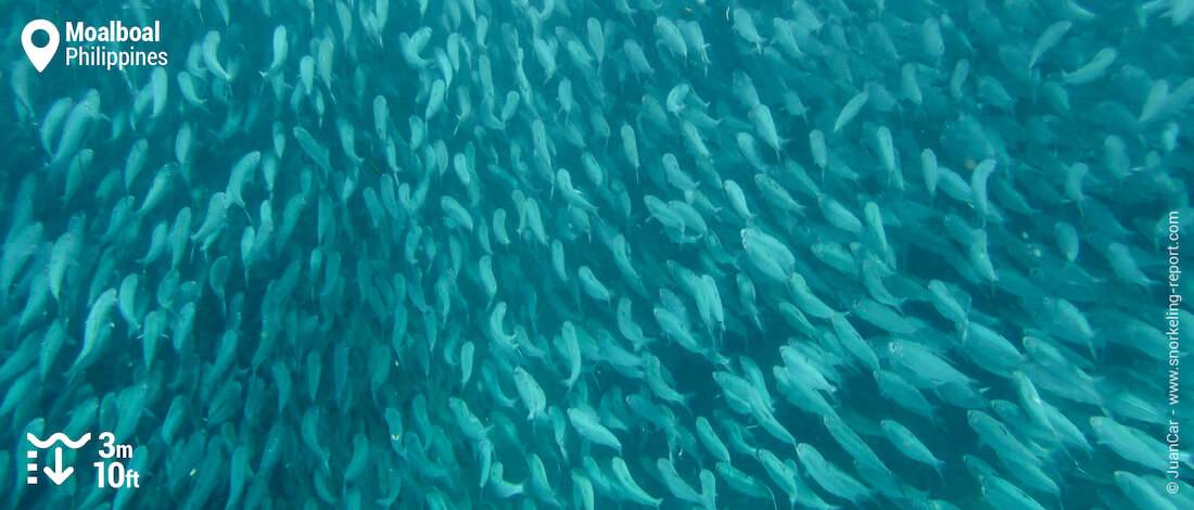Moalboal Sardine Run
