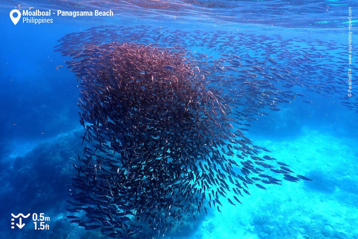 School of sardines in Panagsama Beach, Moalboal