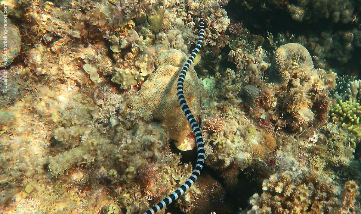 Sea krait in Philippines