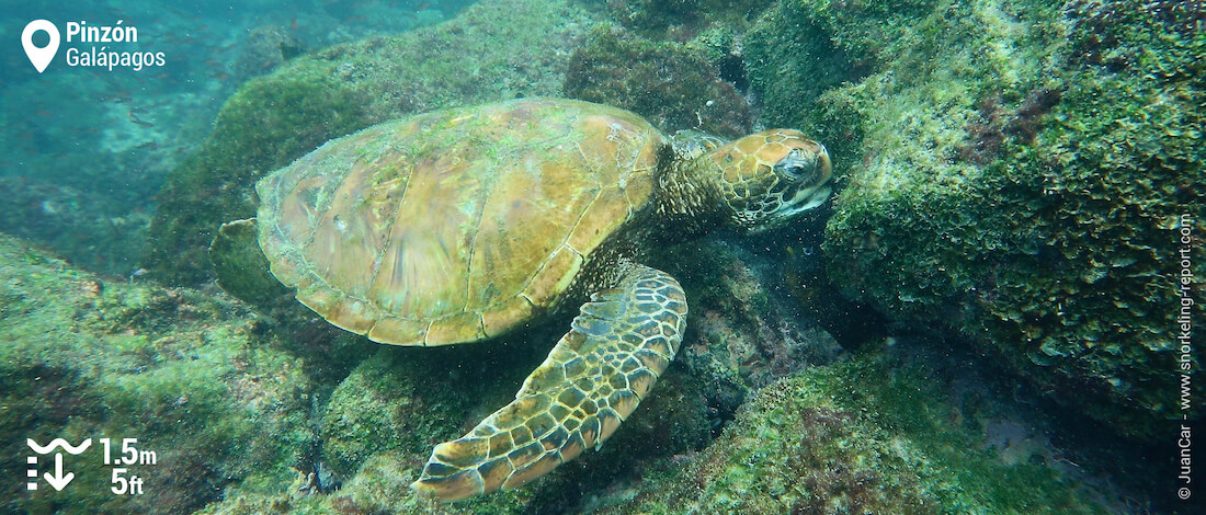 Tortue verte à Pizon