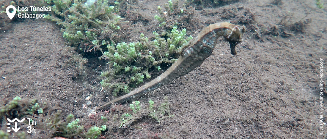 Observation des hippocampes à Los Tuneles, Galapagos