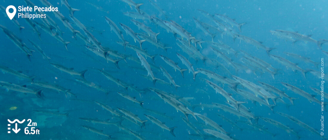 Shoal of barracuda at Siete Pecados