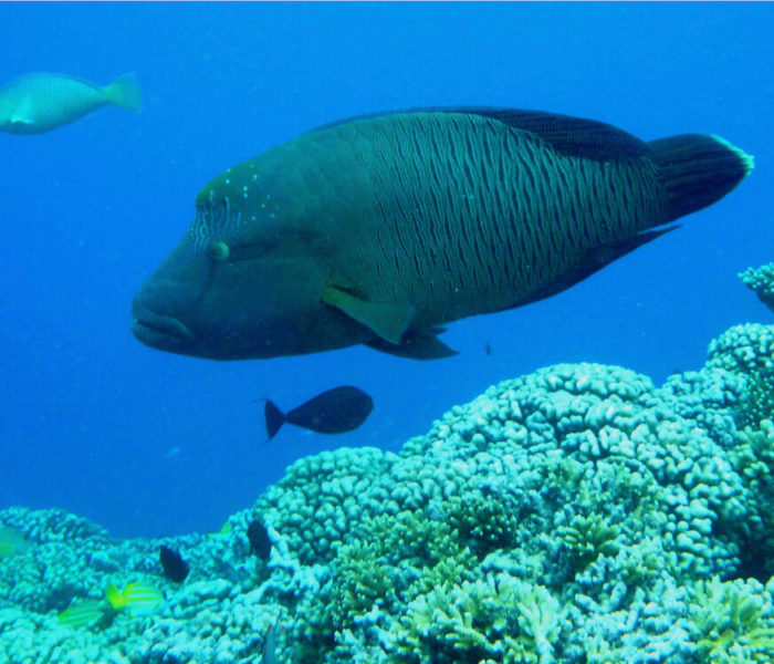 Tetamanu/Fakarava South Pass