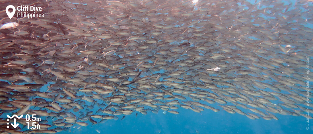 Snorkeling dans le sardine run de Cliff Dive