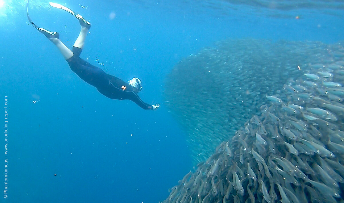 Snorkeling Moalboal, Philippines