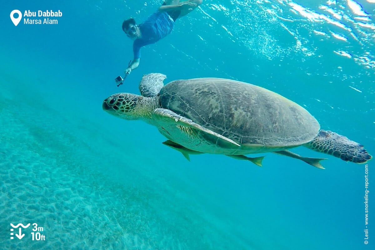 Snorkeler swimming with a green sea turtle in Abu Dabbab