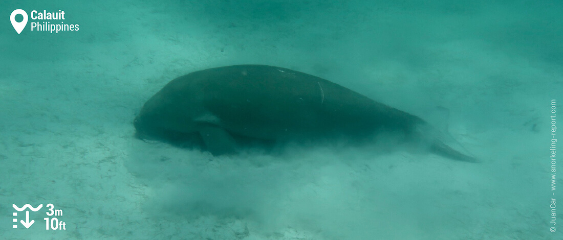 Dugong sur les herbiers de Calauit