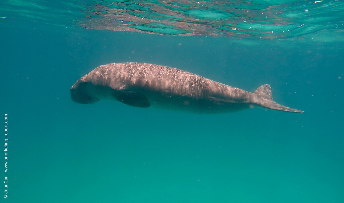 Snorkeling with dugongs in Calauit