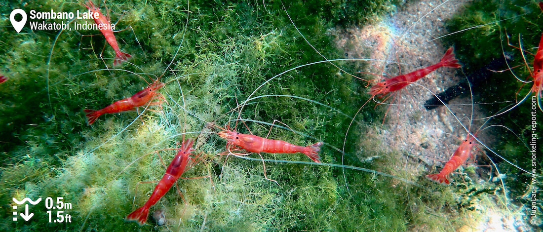 Snorkeling with red shrimp in Somabno Lake