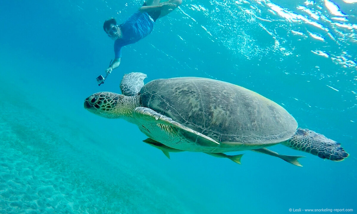 Snorkeling with turtles in Abu Dabbab