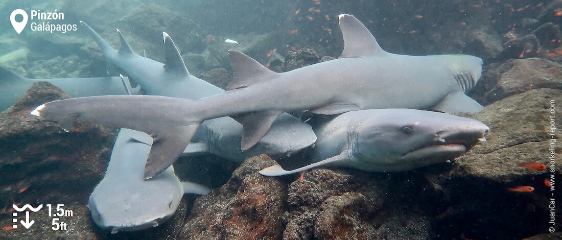 Snorkeling avec des requins sur l'île de Pinzon