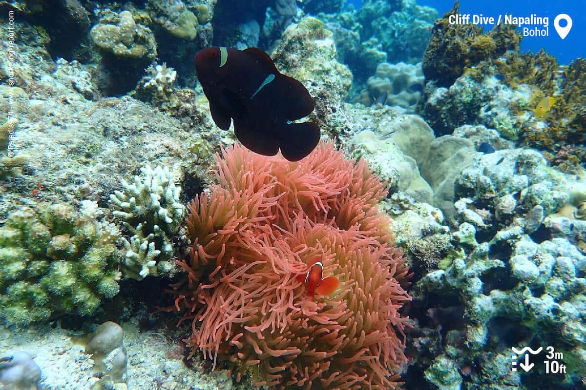 A spinecheek anemonefish at Napaling