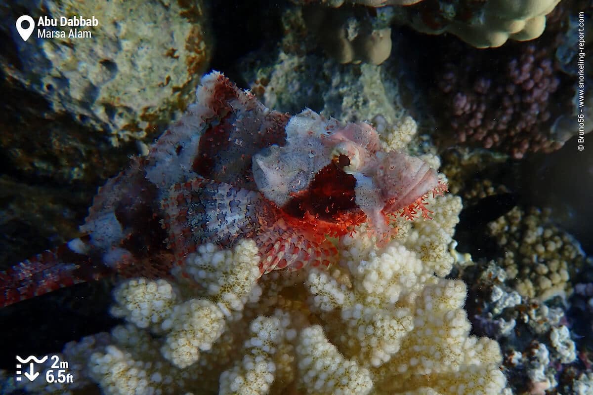 Tasseled scorpionfish in Abu Dabbab