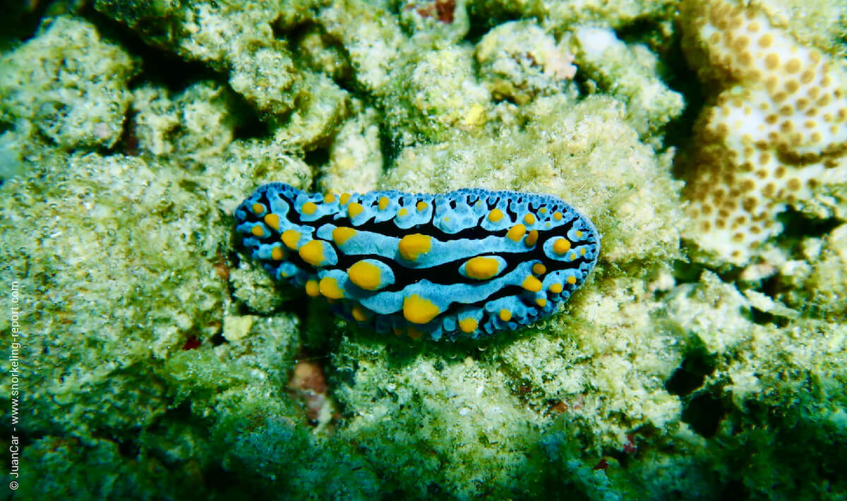 Three colored phyllidia