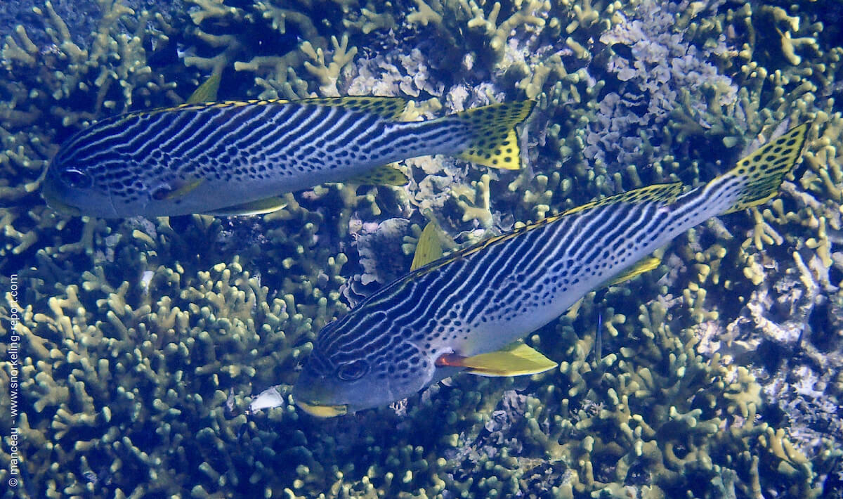 Yellowbanded sweetlips