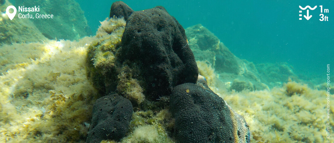 Black sponges