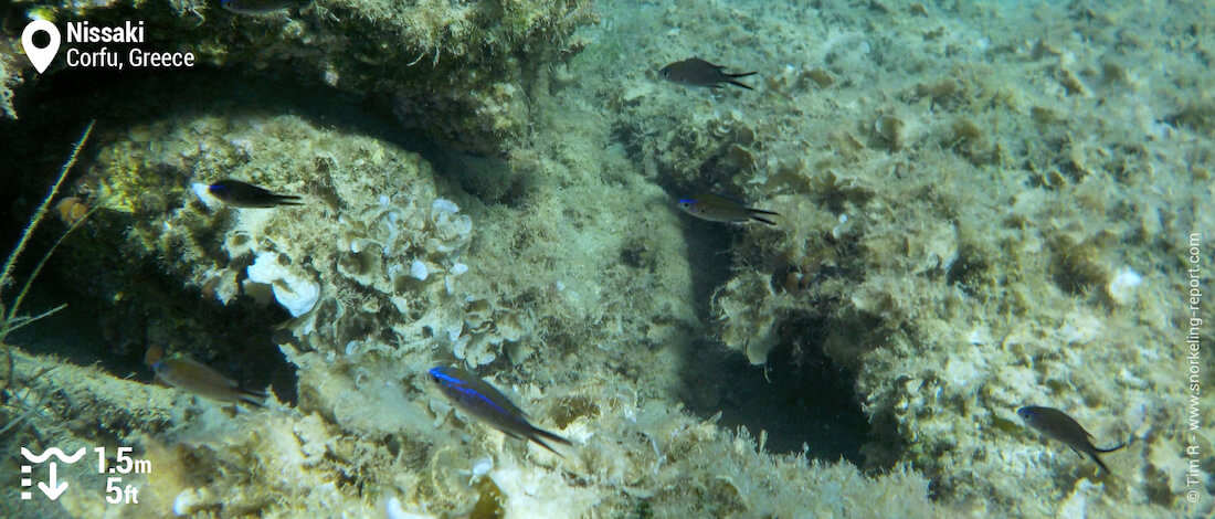 Damselfish in Nissaki