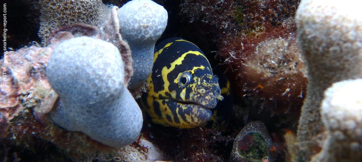 Chain moray in St Lucia