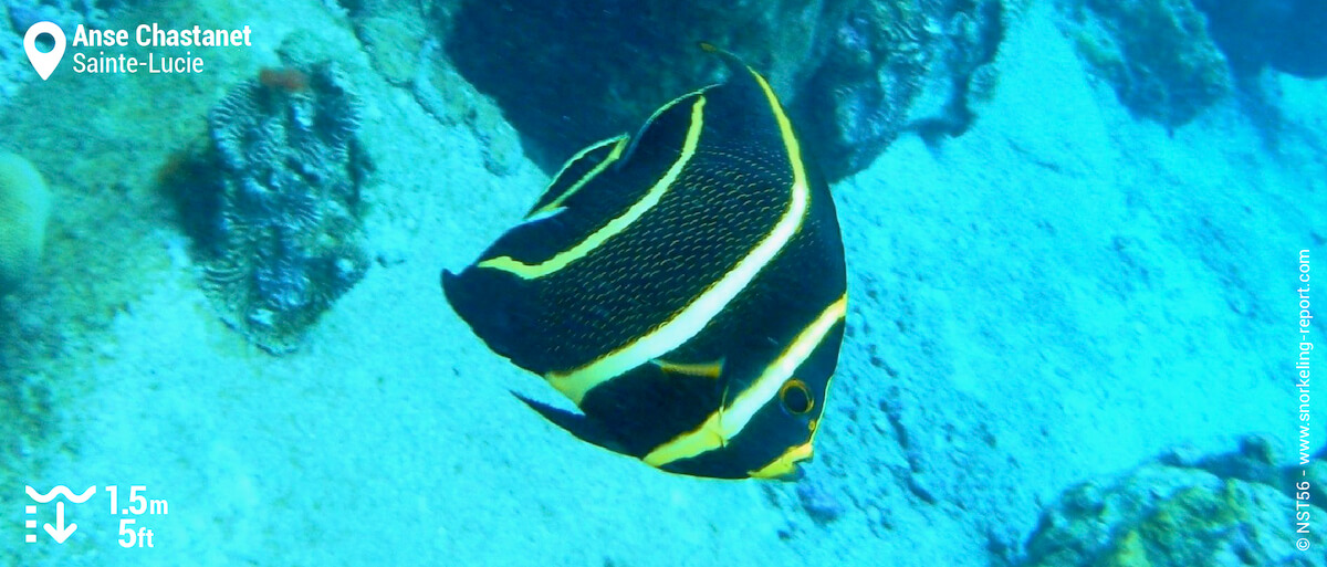 Poisson-ange français à Anse Chastanet