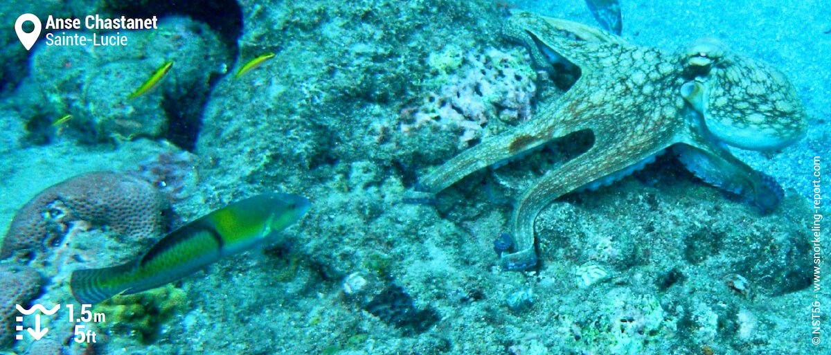 Un poulpe et un labre à tête jaune, observés sur les zones récifales peu profondes de la réserve.
