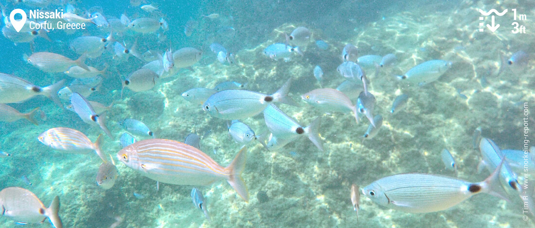 Saddle seabream and salema in Nissaki