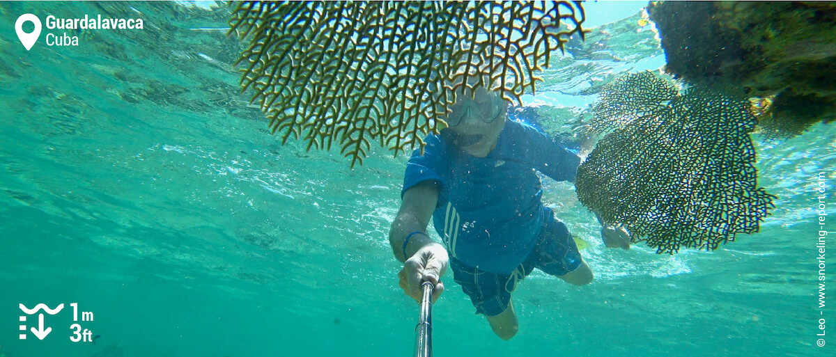 Snorkeler amongst sea fan in Guardalavaca, Cuba