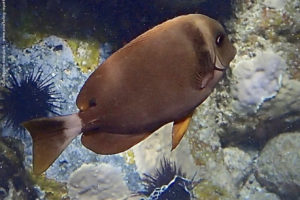 Acanthurus leucopareius