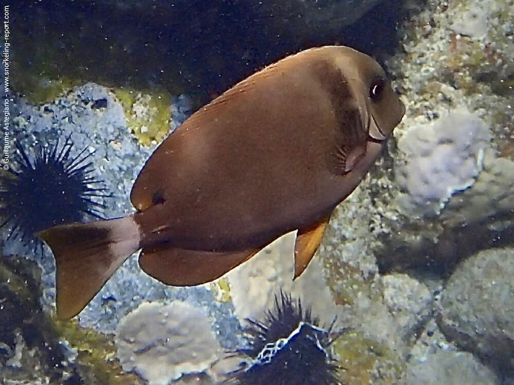 Acanthurus leucopareius