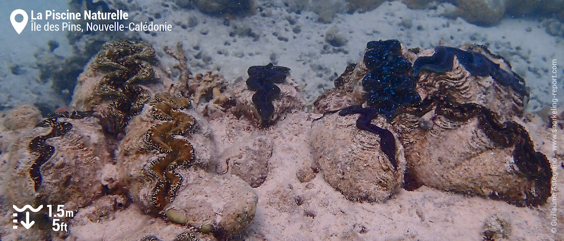 Bénitiers à l'Île des Pins