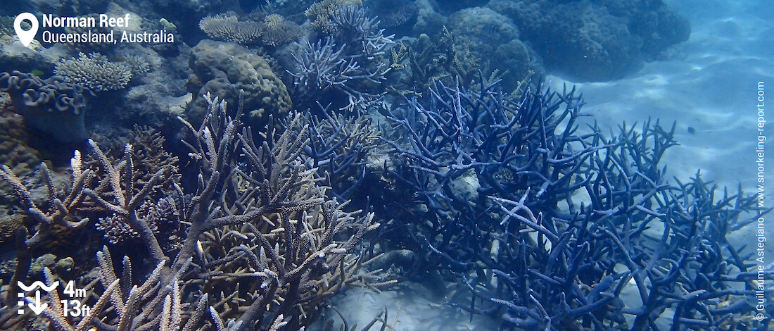 Blue branching coral at Norman Reef