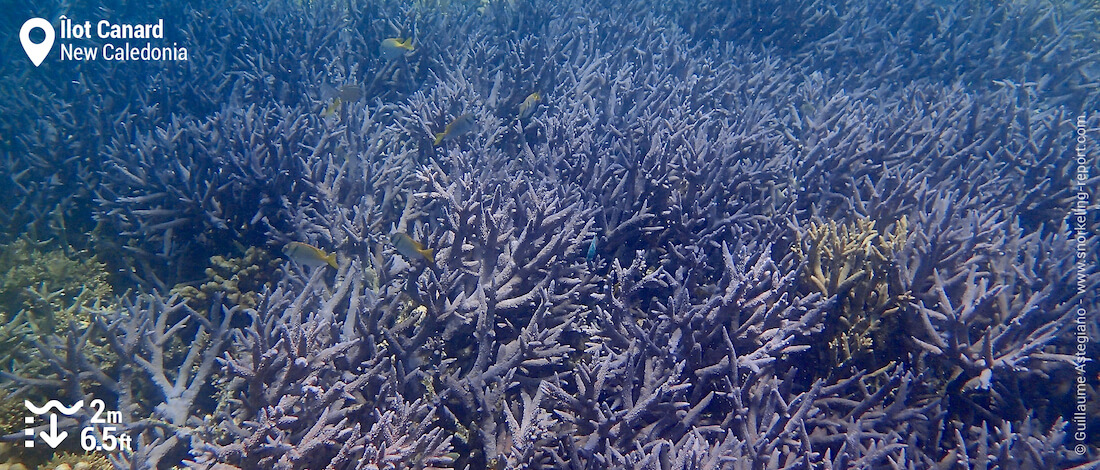 Blue branching coral at Duck Island