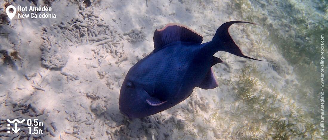 Blue triggerfish