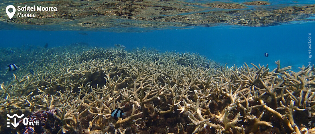 Branching coral reef at Sofitel Moorea