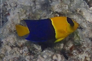 Centropyge bicolor