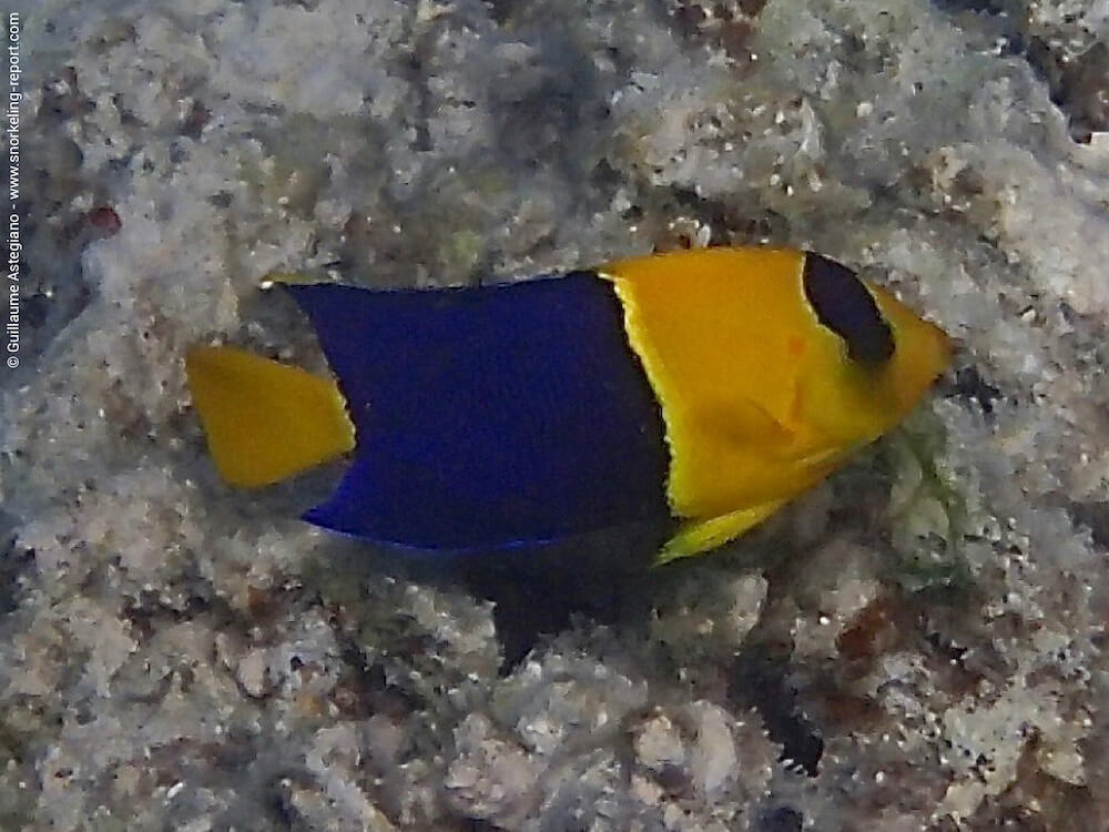 Centropyge bicolor