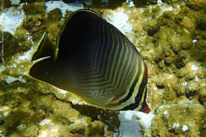 chaetodon baronessa